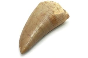 Fossilised Mosasaur Tooth - Small