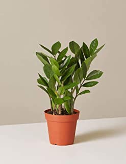 JS STOCKS ZZ Indoor Air Purifying Plant (Pot Included