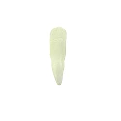 TG,LLC Treasure Gurus Genuine Alligator Tooth in a