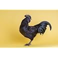 Ayam Cemani Black Chicken, Rare Indonesian Breed