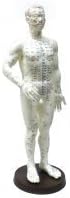 CARBO - Acupuncture Male Model 50cm (20")