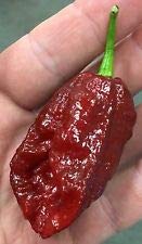 Chocolate Bhutlah Heirloom Pepper Premium Seed Packet