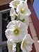 25 WHITE HOLLYHOCK Alcea Rosea Flower Seeds Perennial *Comb S/H