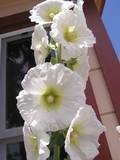 25 WHITE HOLLYHOCK Alcea Rosea Flower Seeds Perennial *Comb S/H 25 WHITE HOLLYHOCK Alcea Rosea Flower Seeds Perennial *Comb S/H