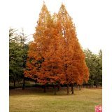 20 DAWN REDWOOD Tree Metasequoia SeedsComb S/H by Seedville