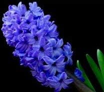 Nifty Grower-High Quality 14-16 cm Hyacinth Bulbs-Potted Plants/Garden Flowers. (9, Blue)