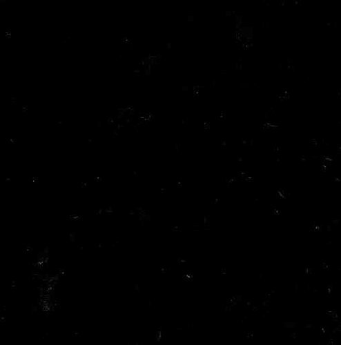 Cotton Broadcloth Black Fabric By The Yard