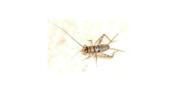 Amazon Com Central Valley Cricket Live Crickets 60 Count Medium