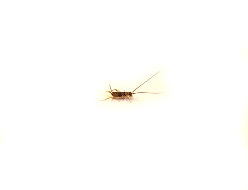 Josh's Frogs 1/4" Banded Crickets (120 Count)