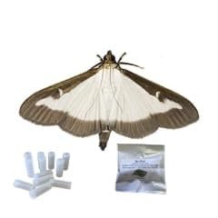 Box Tree Moth Pheromone Lure Refills for Box Tree Caterpillar Moth Traps, Pack of 4