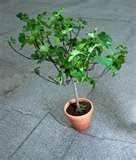 Lebanon Italian Celeste Sicilian Fig Trees - 3 Plus Feet (Celeste)
