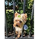 FenceMate Dog Harness - No Escape Through Fence Dog Collar, Fits Girth Size 8"-12", Keeps Pet from Escaping, Dog Bumper, Pet Supplies, XS