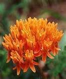 30 ORANGE GLORY BUTTERFLY WEED MILKWEED Asclepias Tuberosa Flower Seeds
