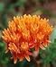 30 ORANGE GLORY BUTTERFLY WEED MILKWEED Asclepias Tuberosa Flower Seeds