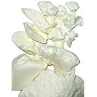 Yellow Brick Road Raw Mango Butter 16oz