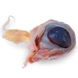 Nasco Sheep Organ - Eyes; Unit of 10 Lab Specimen - LS01439