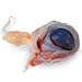 Nasco Sheep Organ - Eyes; Unit of 10 Lab Specimen - LS01439