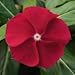 (AVI)~"PACIFICA CRANBERRY" VINCA~Seeds!!!~~~~~~Lively, Big Blooms!