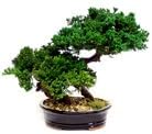 Forever Green Art Preserved Monterey Bonsai, Double