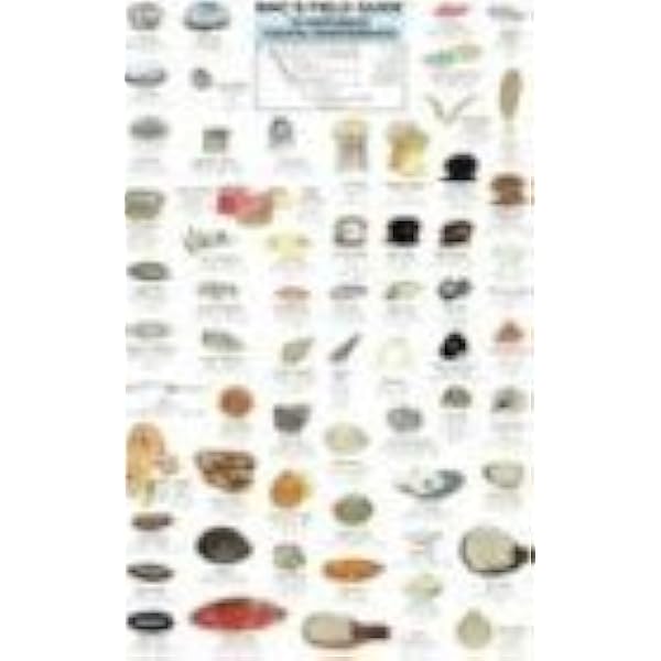 Mac's Field Guides: Northeast Coastal Invertebrates (Mac's
