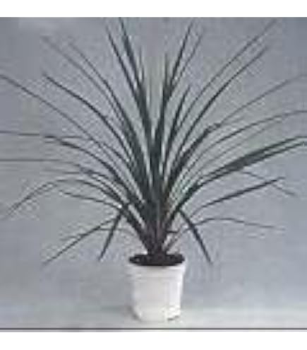 Amazon.com : Dracaena Indivisa Seeds, Blue Cordyline, Pack of 3 : Patio,  Lawn & Garden