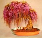 10PC Rare Gold Mini Bonsai Wisteria Tree Seeds Indoor Ornamental Plants