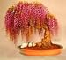 10PC Rare Gold Mini Bonsai Wisteria Tree Seeds Indoor Ornamental Plants primary