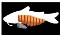 Heartland Catfish Red Label Shank Fillet Catfish, 15 Pound -- 1 each.
