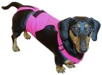 amputee cats for adoption