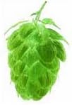 Us Saaz Hop Pellets 1 Lb