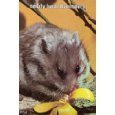 Teddy Bear Hamsters by 
