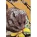 Teddy Bear Hamsters by 