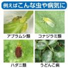 アース製薬 あめんこ 1000ml