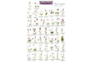 Mac's Guide-Pac Nw Wildflowers