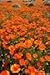 The Dirty Gardener California Orange Poppy Wildflowers - 1 Pound