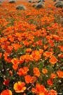 The Dirty Gardener California Orange Poppy Wildflowers - 1 Pound The Dirty Gardener California Orange Poppy Wildflowers - 1 Pound