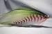 Merrimack River Flies Menhaden Bunker Streamer Fly