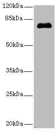 Epigentek - PMEL Polyclonal Antibody - 50 µg