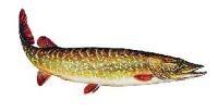 Sticker pike, Groß - Länge ca: 23cm