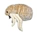 GIANT MICROBES Flea (Ctenocephalides felis) Plush