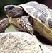 Nuts n' Cones Wildflower - Tortoise Food Mix - 5g