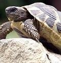 Nuts n' Cones Wildflower - Tortoise Food Mix - 5g Nuts n' Cones Wildflower - Tortoise Food Mix - 5g