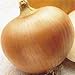 Onion Yellow Sweet Spanish Great Heirloom Vegetable 300 Seeds