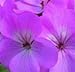 Geranium - Horizon Lavender - 10 Seeds