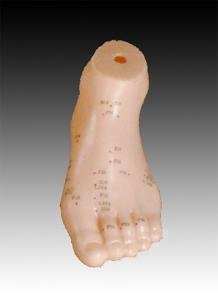 Foot Model/Height 5"x 2.6"