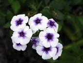 Healthy Vinca Seeds, Vinca Flower Seeds, No GM Seeds (50 Seeds) SD1212