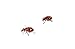 Insect Lore Ladybug Land Gift Set Live Habitat Kit