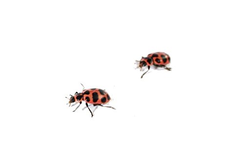 4 Insect+Lore+Deluxe+Ladybug+Larvae