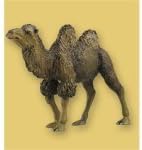 Camel (camel)