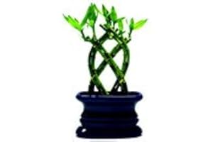 JM BAMBOO Betterdecor- 1 Set (8 Pieces Braided)trellis Lucky Bamboo (Fence or Palm Lucky Bamboo) with Vase for Gifts and Fengshui